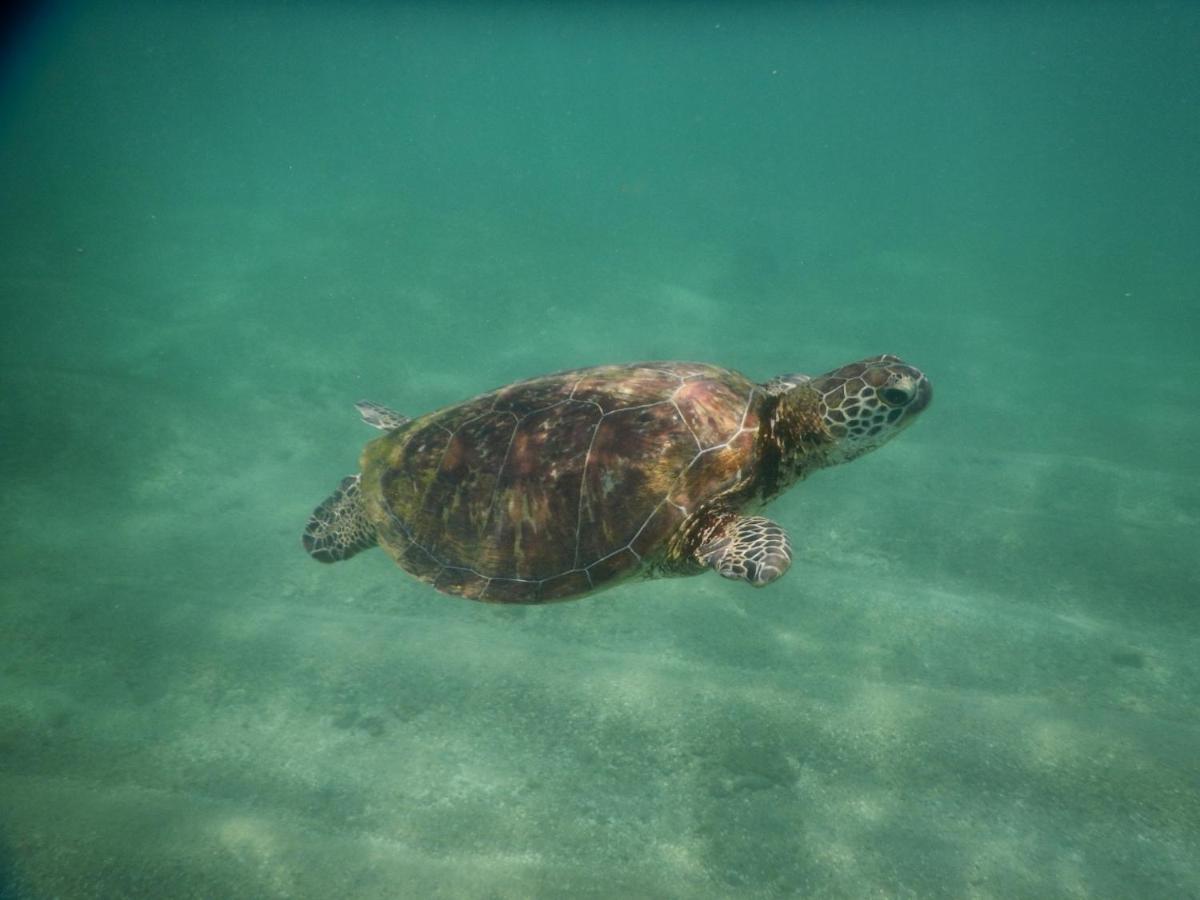 Turtle Bay Beach Resort Mirissa Kültér fotó