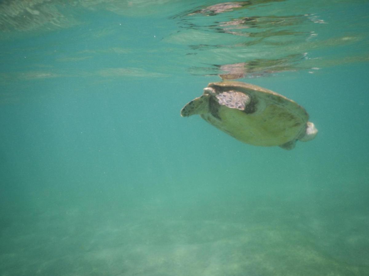 Turtle Bay Beach Resort Mirissa Kültér fotó